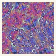 PLACENTA USA IMPORT