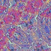 PLACENTA BLUE PURPLE USA IMPORT